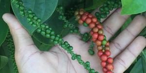 Unveil 8a21a6f614db065bb1ca2c21a5c803aede783f93e5277febbd47f37d9dbae4ca