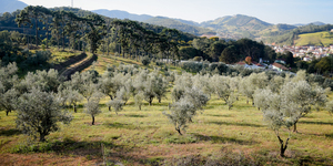 Unveil 8a21a6f614db065bb1ca2c21a5c803aede783f93e5277febbd47f37d9dbae4ca