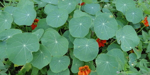 Unveil 8a21a6f614db065bb1ca2c21a5c803aede783f93e5277febbd47f37d9dbae4ca