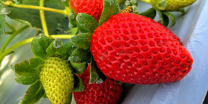 Unveil 8a21a6f614db065bb1ca2c21a5c803aede783f93e5277febbd47f37d9dbae4ca