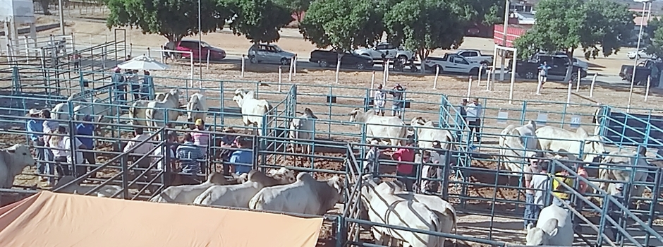 imagem de destaque