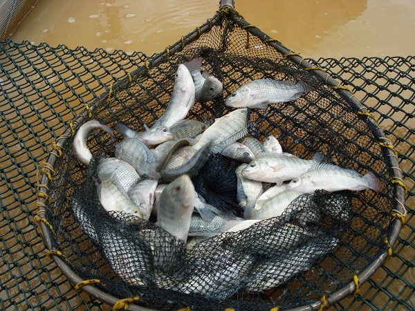 Agência Minas Gerais | Piracema tem início nesta segunda-feira (1/11) e traz  restrições à pesca de peixes nativos
