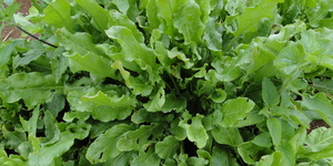 Unveil 8a21a6f614db065bb1ca2c21a5c803aede783f93e5277febbd47f37d9dbae4ca