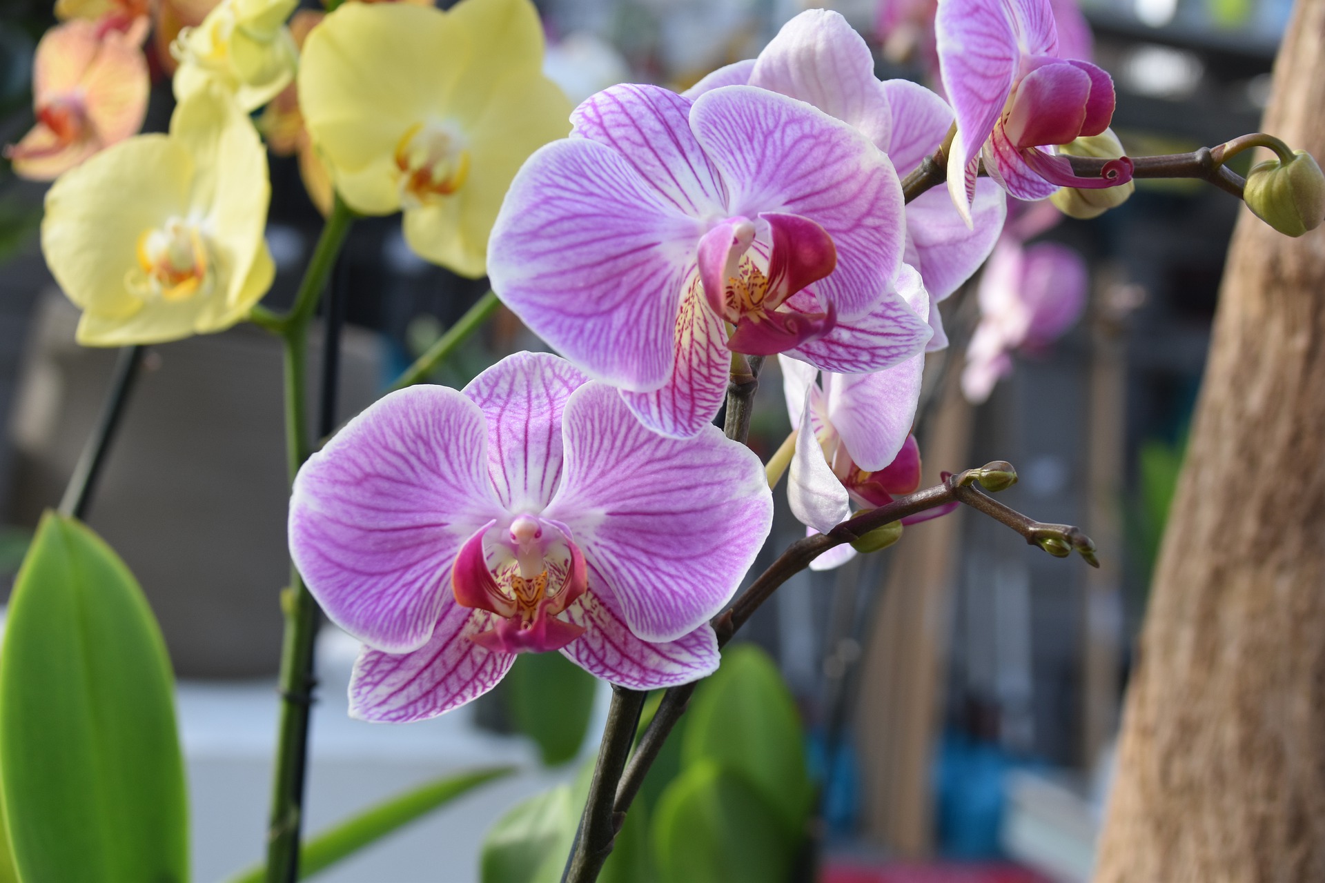 Agência Minas Gerais | Epamig ensina dicas para o cultivo de orquídeas