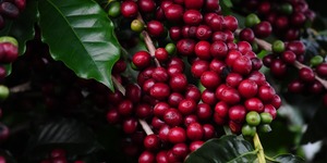 Unveil 8a21a6f614db065bb1ca2c21a5c803aede783f93e5277febbd47f37d9dbae4ca