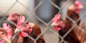 Unveil 8a21a6f614db065bb1ca2c21a5c803aede783f93e5277febbd47f37d9dbae4ca