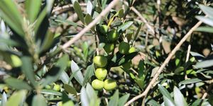 Unveil 8a21a6f614db065bb1ca2c21a5c803aede783f93e5277febbd47f37d9dbae4ca