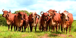 Unveil 8a21a6f614db065bb1ca2c21a5c803aede783f93e5277febbd47f37d9dbae4ca