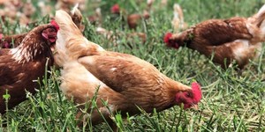 Unveil 8a21a6f614db065bb1ca2c21a5c803aede783f93e5277febbd47f37d9dbae4ca