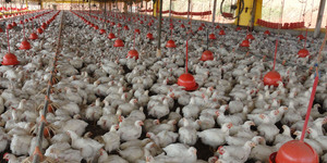 Unveil 8a21a6f614db065bb1ca2c21a5c803aede783f93e5277febbd47f37d9dbae4ca