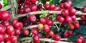 Unveil 8a21a6f614db065bb1ca2c21a5c803aede783f93e5277febbd47f37d9dbae4ca