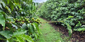 Unveil 8a21a6f614db065bb1ca2c21a5c803aede783f93e5277febbd47f37d9dbae4ca