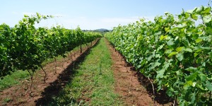 Unveil 8a21a6f614db065bb1ca2c21a5c803aede783f93e5277febbd47f37d9dbae4ca