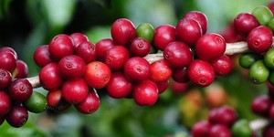 Unveil 8a21a6f614db065bb1ca2c21a5c803aede783f93e5277febbd47f37d9dbae4ca