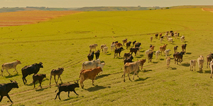 Unveil 8a21a6f614db065bb1ca2c21a5c803aede783f93e5277febbd47f37d9dbae4ca