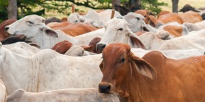 Unveil 8a21a6f614db065bb1ca2c21a5c803aede783f93e5277febbd47f37d9dbae4ca