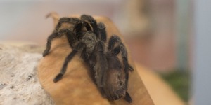 Unveil 8a21a6f614db065bb1ca2c21a5c803aede783f93e5277febbd47f37d9dbae4ca