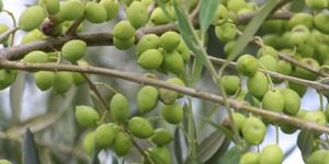 Unveil 8a21a6f614db065bb1ca2c21a5c803aede783f93e5277febbd47f37d9dbae4ca