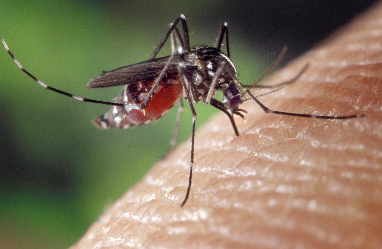 Dengue e chikungunya já mataram 86 mineiros em menos de três meses