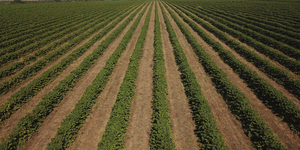 Unveil 8a21a6f614db065bb1ca2c21a5c803aede783f93e5277febbd47f37d9dbae4ca