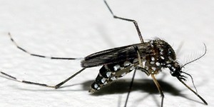 Unveil 8a21a6f614db065bb1ca2c21a5c803aede783f93e5277febbd47f37d9dbae4ca