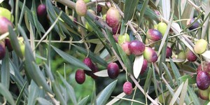 Unveil 8a21a6f614db065bb1ca2c21a5c803aede783f93e5277febbd47f37d9dbae4ca