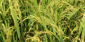 Unveil 8a21a6f614db065bb1ca2c21a5c803aede783f93e5277febbd47f37d9dbae4ca