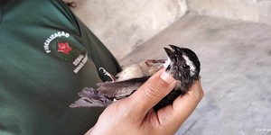 Unveil 8a21a6f614db065bb1ca2c21a5c803aede783f93e5277febbd47f37d9dbae4ca