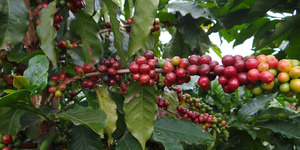 Unveil 8a21a6f614db065bb1ca2c21a5c803aede783f93e5277febbd47f37d9dbae4ca