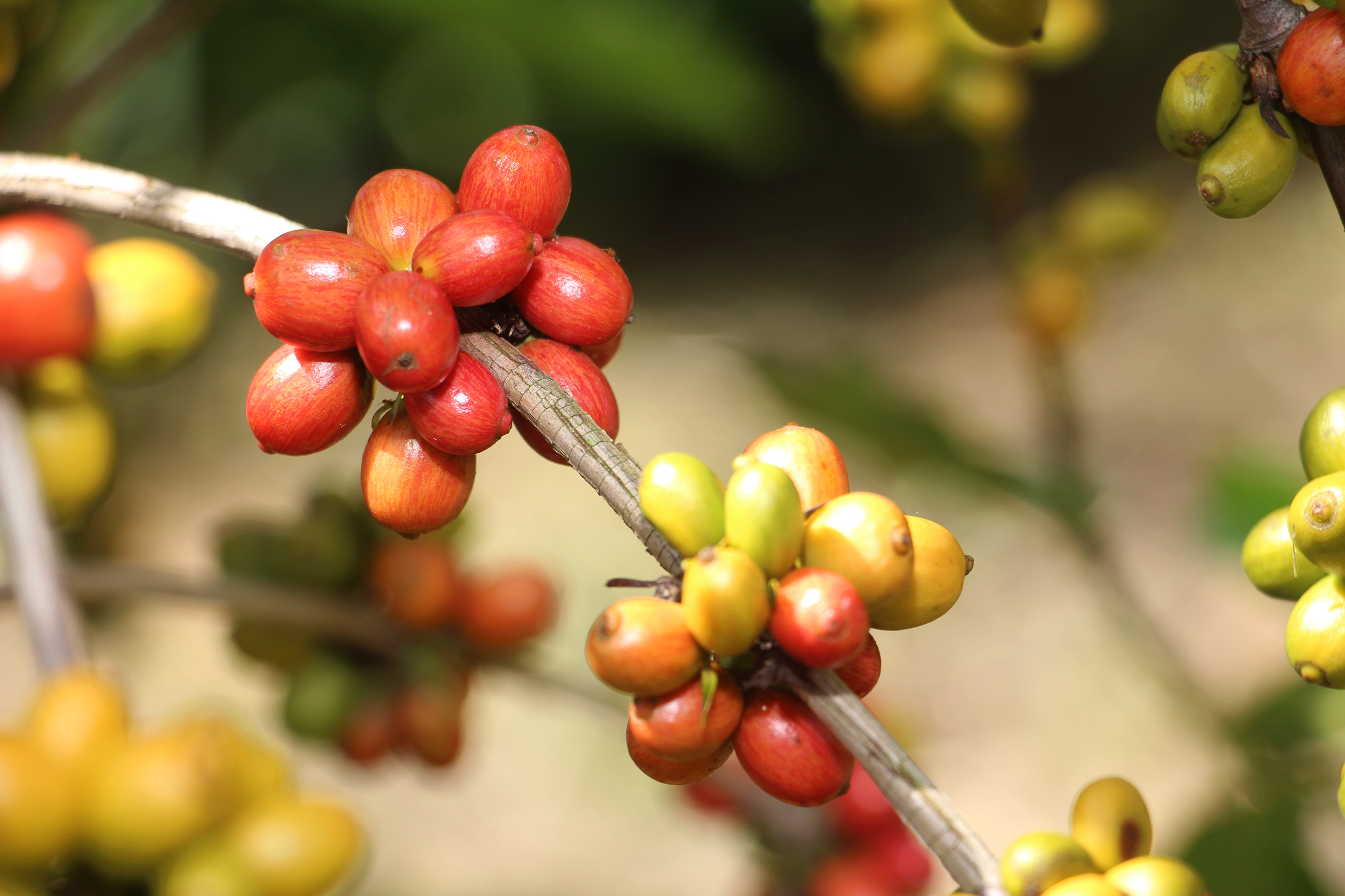 Emater-MG e prefeituras incentivam cultivo de café conilon no Vale