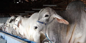 Unveil 8a21a6f614db065bb1ca2c21a5c803aede783f93e5277febbd47f37d9dbae4ca