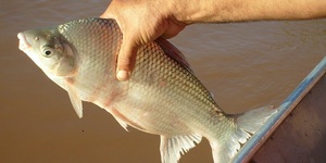 Unveil 8a21a6f614db065bb1ca2c21a5c803aede783f93e5277febbd47f37d9dbae4ca