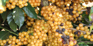 Unveil 8a21a6f614db065bb1ca2c21a5c803aede783f93e5277febbd47f37d9dbae4ca