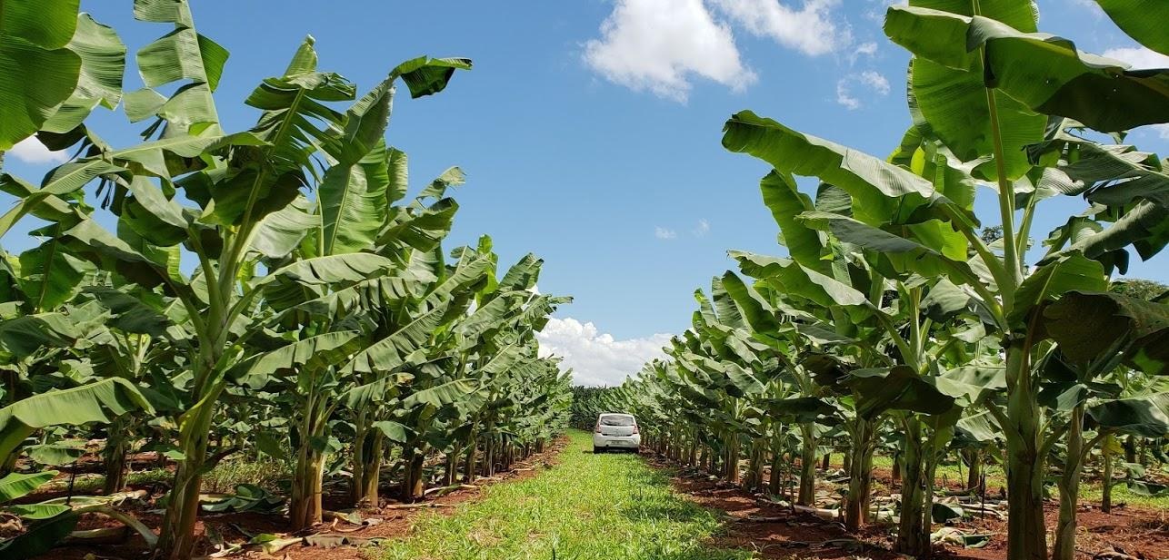 Agência Minas Gerais Delfinópolis recebe 5ª Feira da Banana de quartafeira a domingo (31/5 a 4/6)