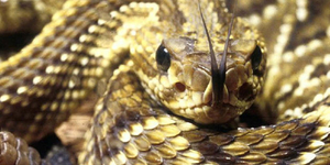 Unveil 8a21a6f614db065bb1ca2c21a5c803aede783f93e5277febbd47f37d9dbae4ca