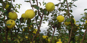 Unveil 8a21a6f614db065bb1ca2c21a5c803aede783f93e5277febbd47f37d9dbae4ca