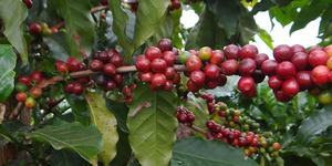 Unveil 8a21a6f614db065bb1ca2c21a5c803aede783f93e5277febbd47f37d9dbae4ca