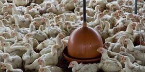 Unveil 8a21a6f614db065bb1ca2c21a5c803aede783f93e5277febbd47f37d9dbae4ca