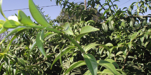 Unveil 8a21a6f614db065bb1ca2c21a5c803aede783f93e5277febbd47f37d9dbae4ca