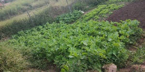 Unveil 8a21a6f614db065bb1ca2c21a5c803aede783f93e5277febbd47f37d9dbae4ca