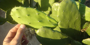 Unveil 8a21a6f614db065bb1ca2c21a5c803aede783f93e5277febbd47f37d9dbae4ca