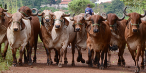 Unveil 8a21a6f614db065bb1ca2c21a5c803aede783f93e5277febbd47f37d9dbae4ca