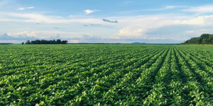 Unveil 8a21a6f614db065bb1ca2c21a5c803aede783f93e5277febbd47f37d9dbae4ca