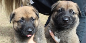 Unveil 8a21a6f614db065bb1ca2c21a5c803aede783f93e5277febbd47f37d9dbae4ca