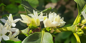 Unveil 8a21a6f614db065bb1ca2c21a5c803aede783f93e5277febbd47f37d9dbae4ca