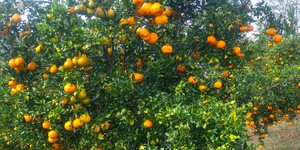 Unveil 8a21a6f614db065bb1ca2c21a5c803aede783f93e5277febbd47f37d9dbae4ca