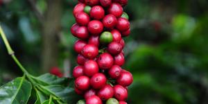 Unveil 8a21a6f614db065bb1ca2c21a5c803aede783f93e5277febbd47f37d9dbae4ca