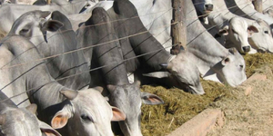 Unveil 8a21a6f614db065bb1ca2c21a5c803aede783f93e5277febbd47f37d9dbae4ca