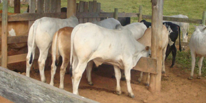 Unveil 8a21a6f614db065bb1ca2c21a5c803aede783f93e5277febbd47f37d9dbae4ca