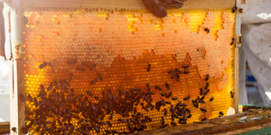 Unveil 8a21a6f614db065bb1ca2c21a5c803aede783f93e5277febbd47f37d9dbae4ca